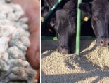 Cottonseed