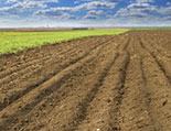 Soil