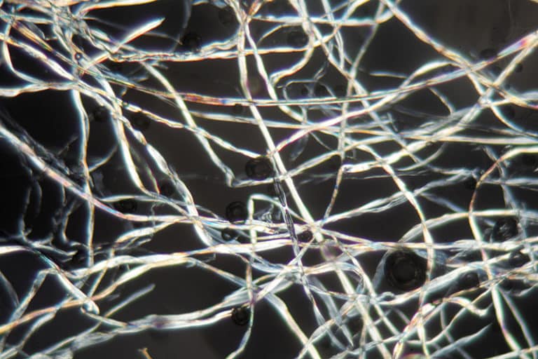 Cotton fibers under the microscope