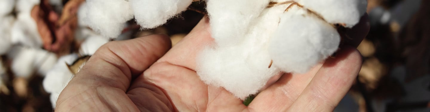 US Cotton Sustainable Cotton Knowledge Hub - Cotton Today