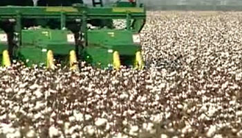 Cotton: Removing CO2 from the Atmosphere