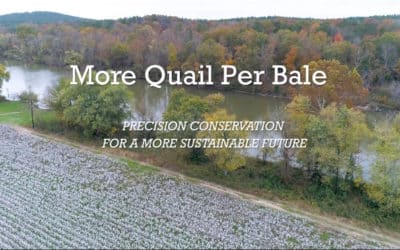 More Quail Per Bale – Precision Conservation for a More...