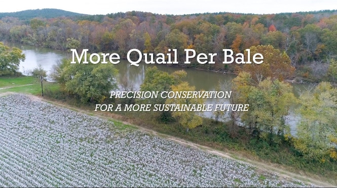 More Quail Per Bale. Precision conservation for a more sustainable future.