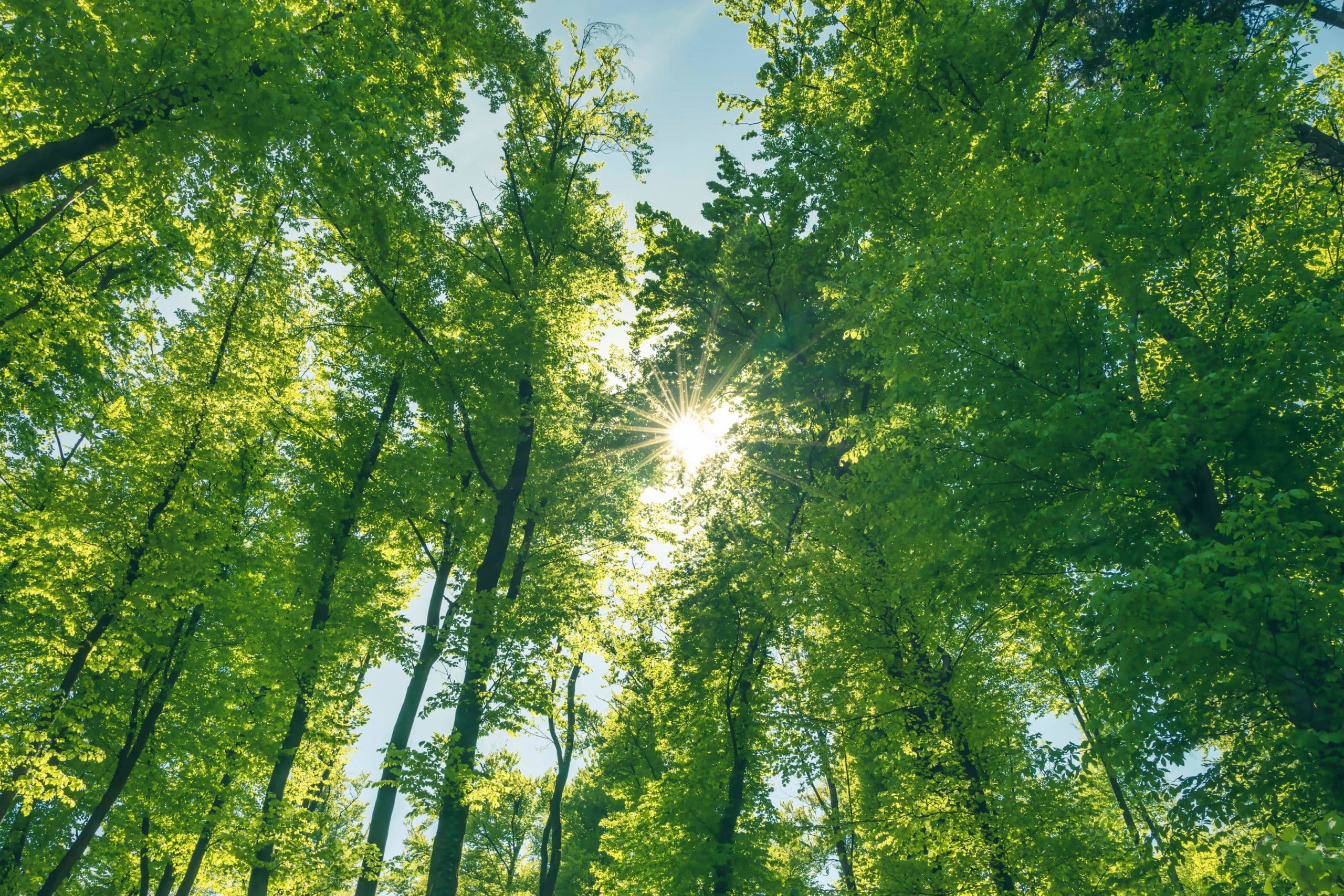 A beautiful view looking up at the tall trees with bright green leaves, set against a bright blue sky with the sun peeking through the branches and leaves, casting warm rays of sunlight.