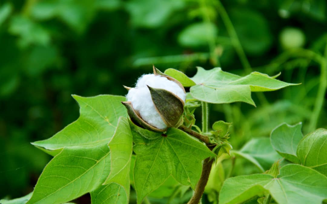 Putting Cotton in the Right Context