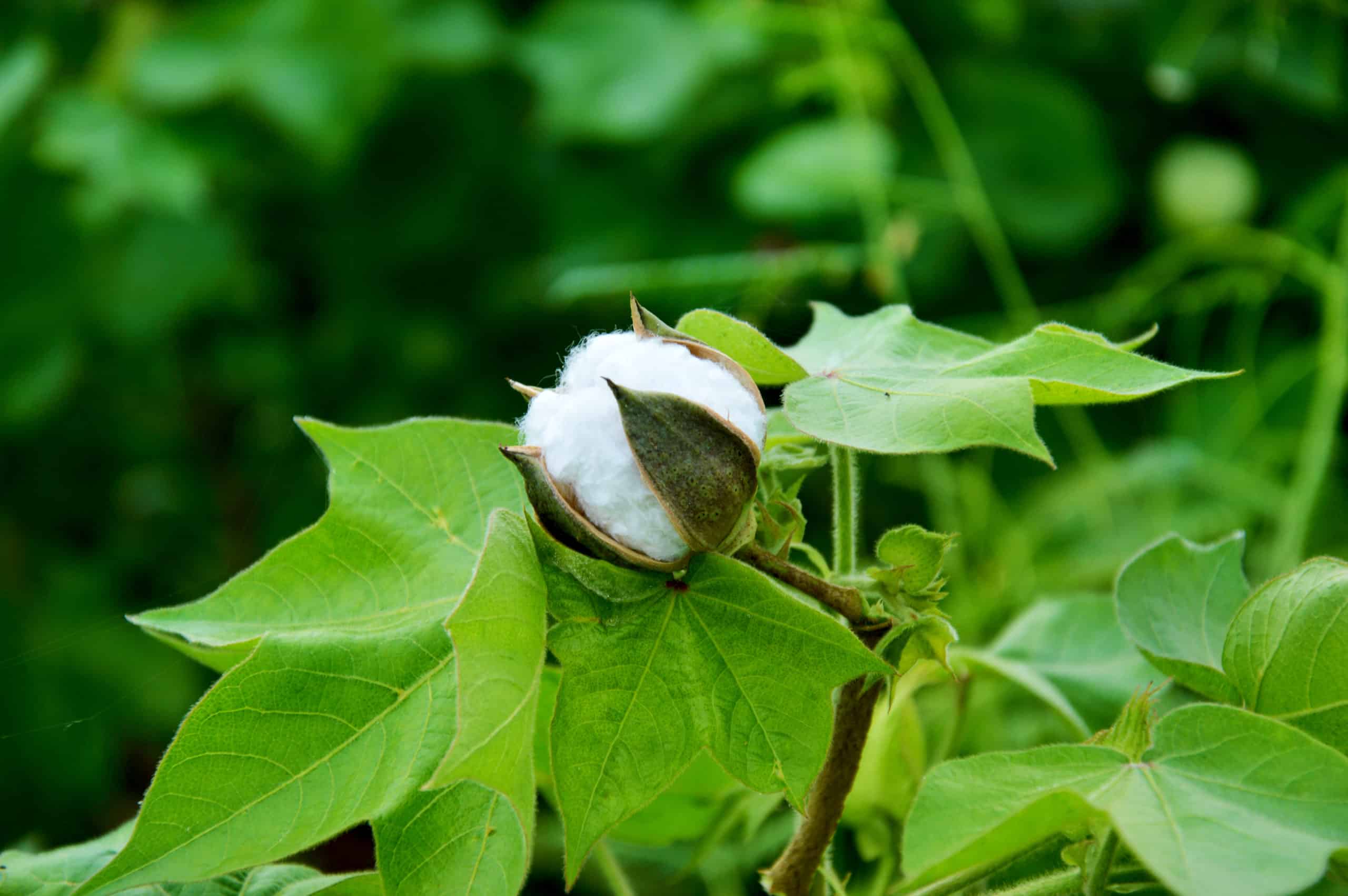 Cotton boll growing on a green plant with large leaves
