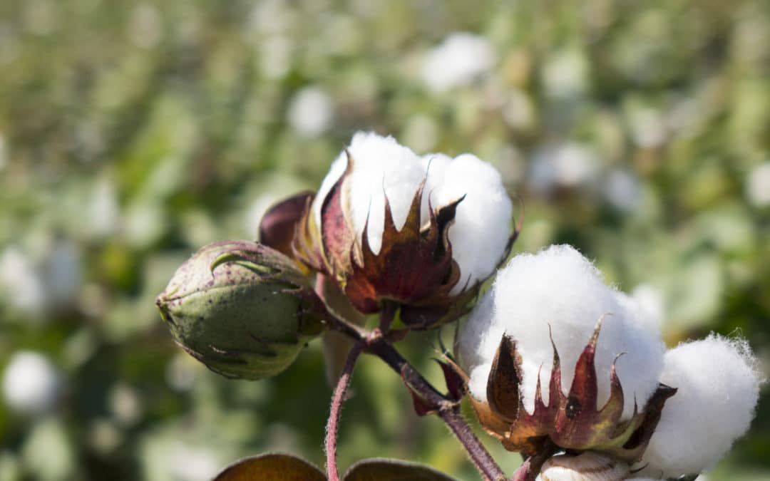 Cotton and Carbon Markets – An Emerging Opportunity 