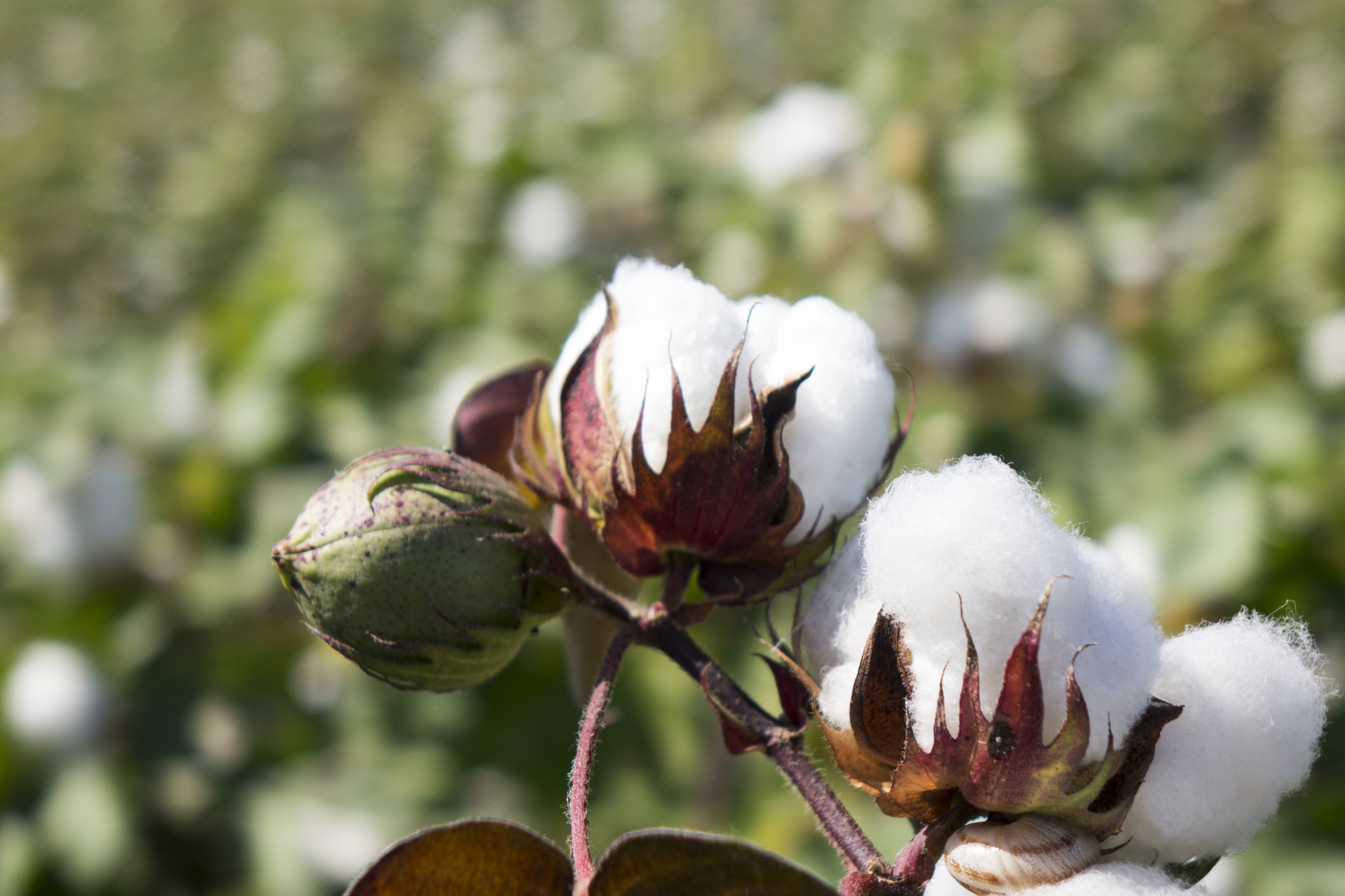 A close-up view of a healthy cotton plant with bolls of fluffy white cotton in the center, standing tall against a blurred background of a vast cotton field.