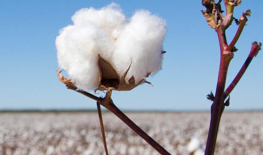 Comparing Organic & Conventional Cotton Production