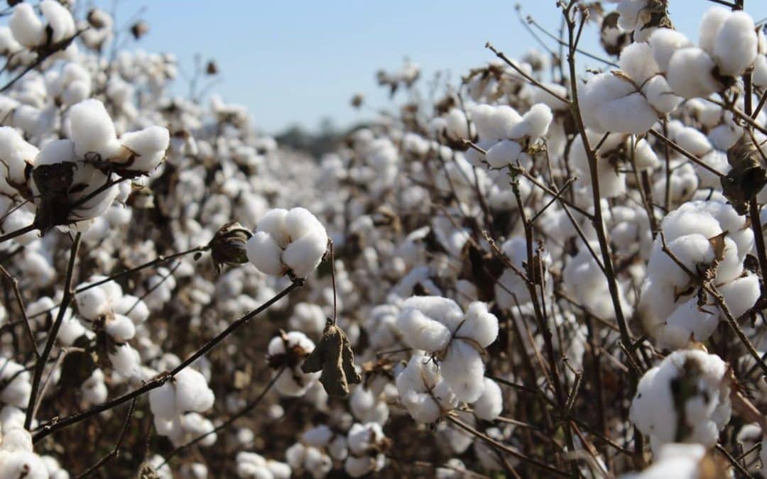 Carbon in Your Closet: Exploring Cotton and Biogenic Carbon Sequestration