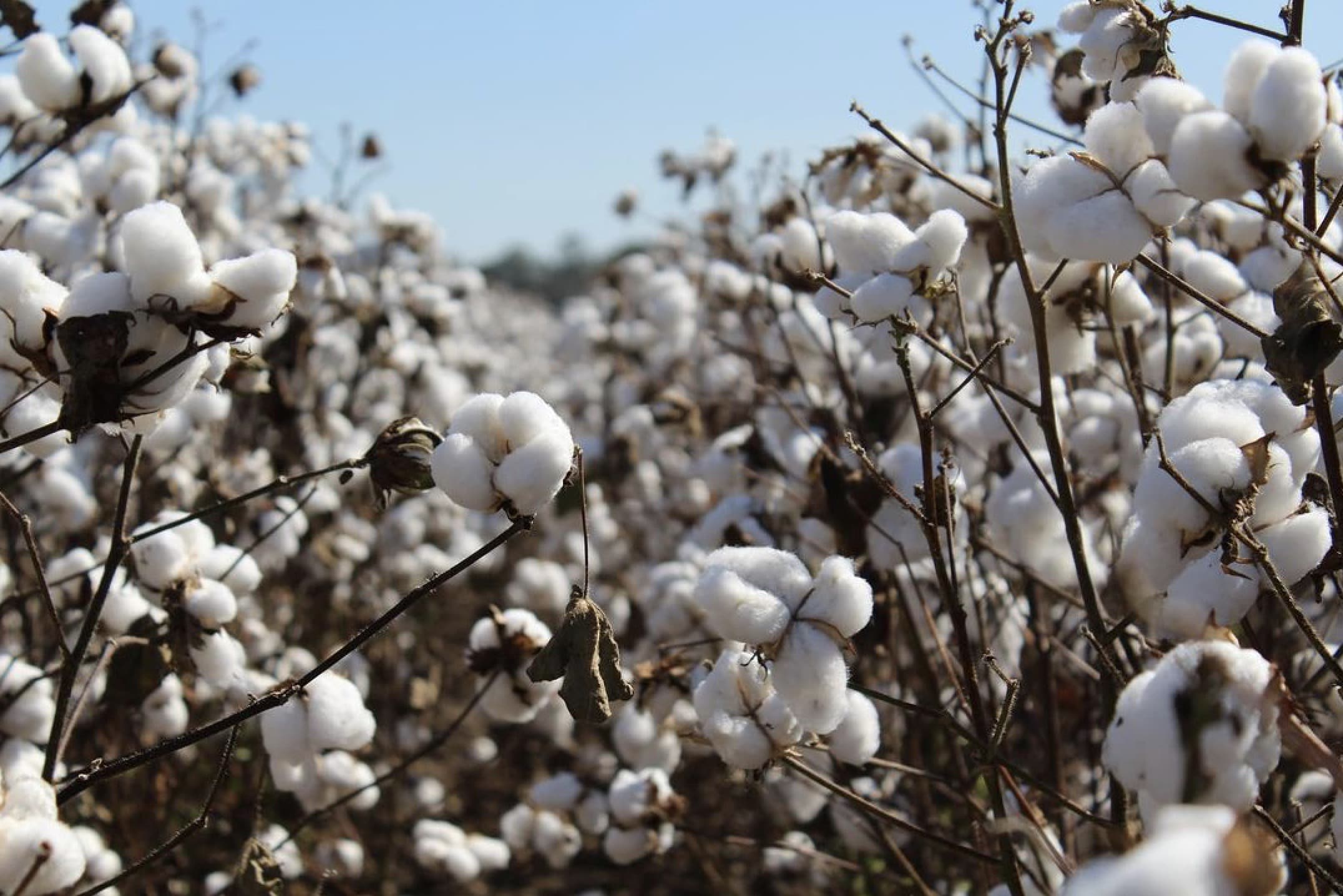 Cotton plants growing in a field under blue sky