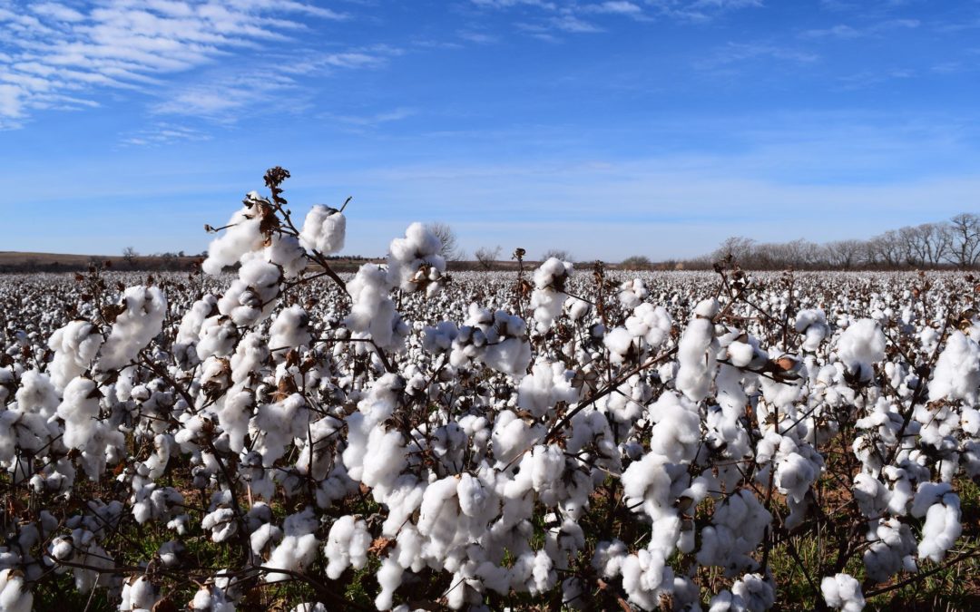 Cotton Industry Collaborates to Receive USDA Grant for U.S. Cotton...