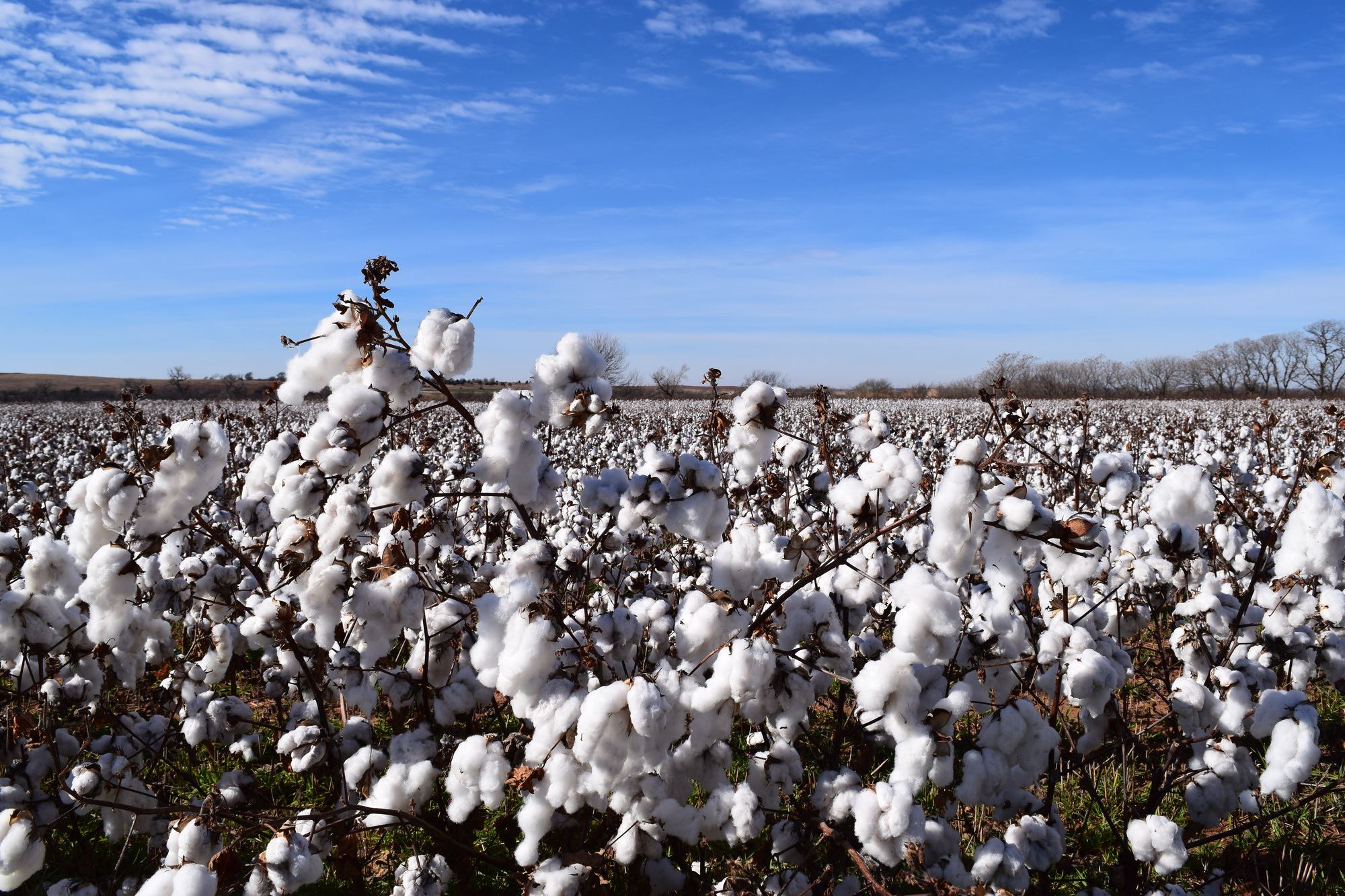 A view of a cotton field, with fluffy white cotton bolls hanging from the plants and a few scattered clouds decorating the bright blue sky in the background
