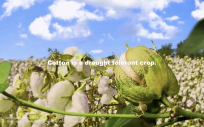Cotton’s Natural Biodegradability: Water