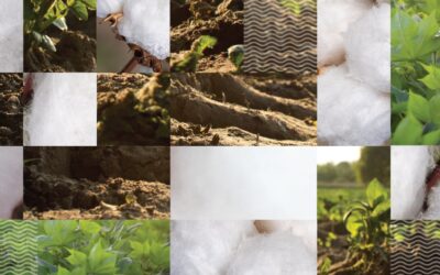 Returning to the Dirt: Cotton’s Biodegradability