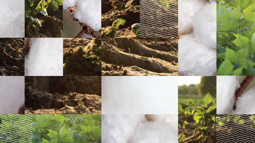 Cotton’s Biodegradability