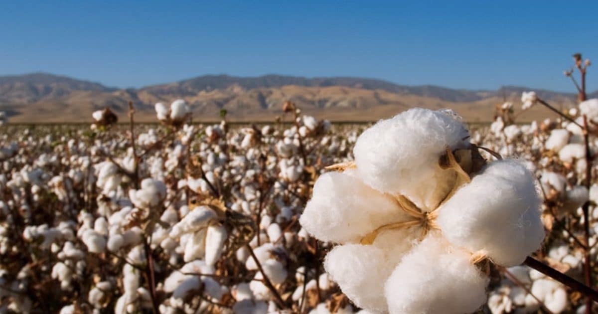 A cotton field stretching towards mountains in the distance, with fluffy cotton bolls hanging from the plants in the foreground
