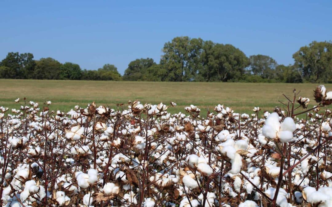 Cotton’s Resilient Future: 2024 Insights & Beyond