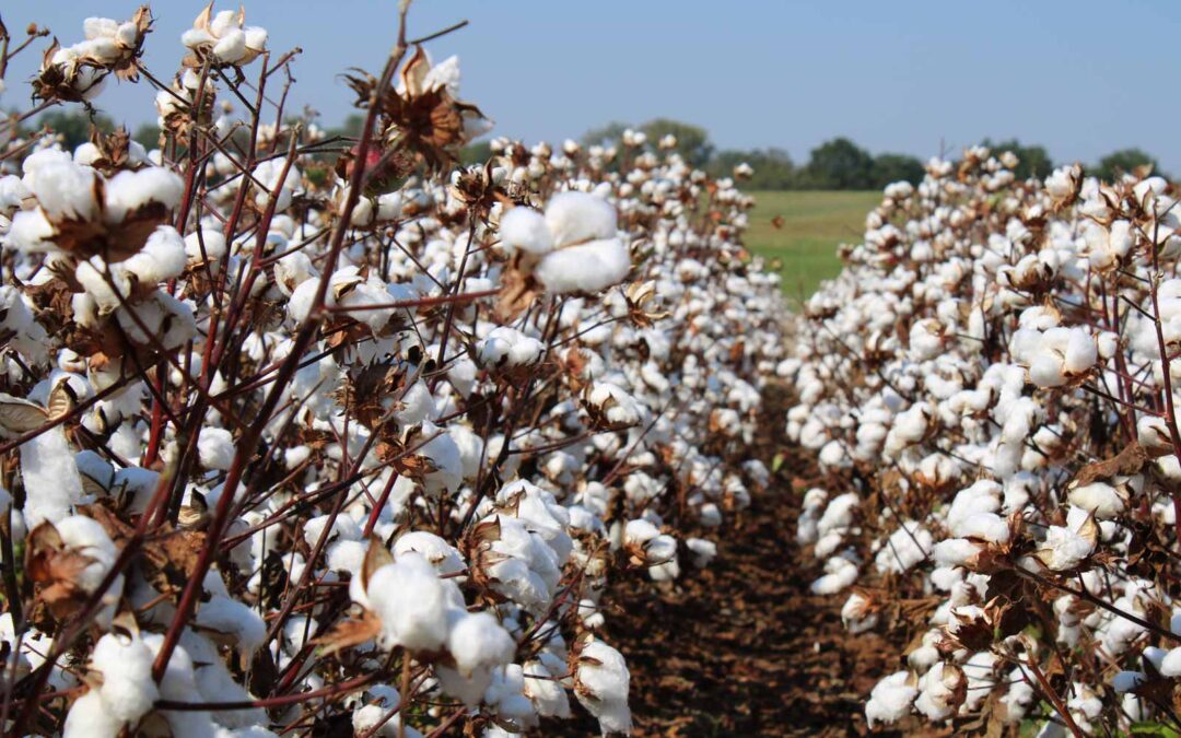 As Plastic Pollution Persists, Cotton Fiber Offers a Biodegradable Solution